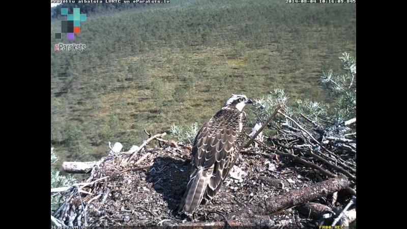 Latvian Osprey Nest ~ 2014 ~ P&#275;rkons & Lauma - Page 11 M1231310