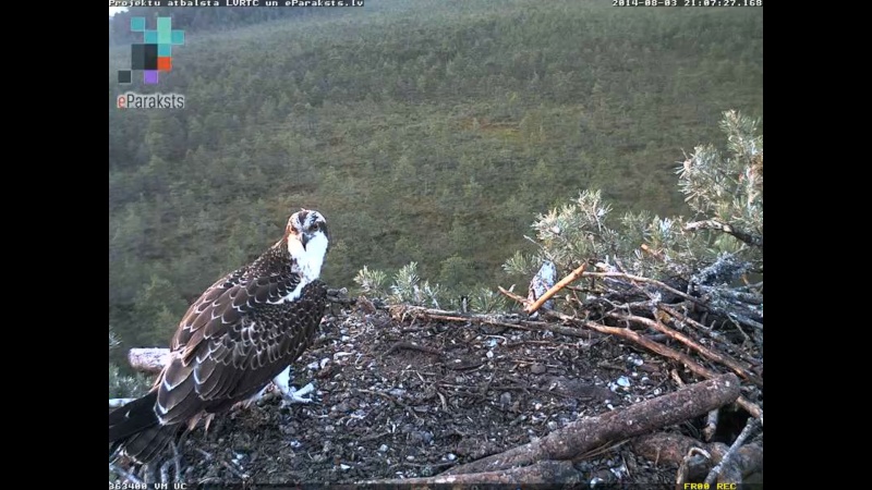 Latvian Osprey Nest ~ 2014 ~ P&#275;rkons & Lauma - Page 10 M1234115