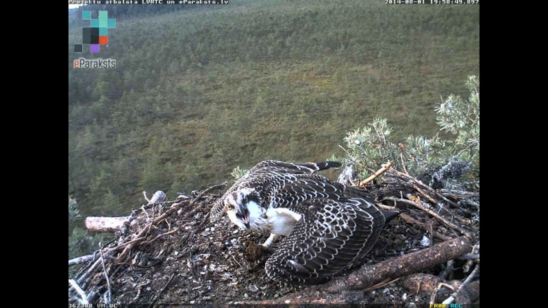 Latvian Osprey Nest ~ 2014 ~ P&#275;rkons & Lauma - Page 7 N001210