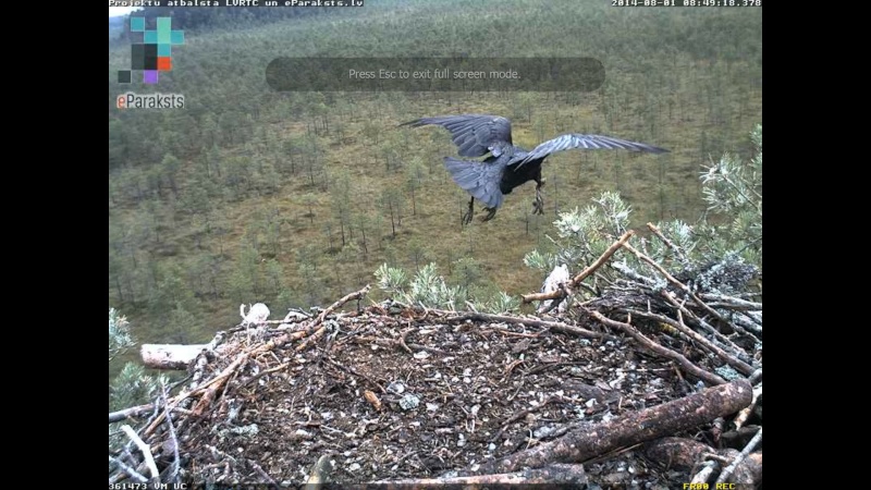 Latvian Osprey Nest ~ 2014 ~ P&#275;rkons & Lauma - Page 5 N004210