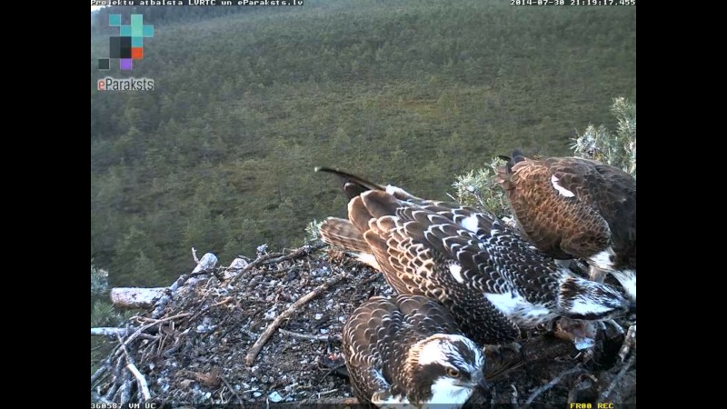 Latvian Osprey Nest ~ 2014 ~ P&#275;rkons & Lauma - Page 3 N10010