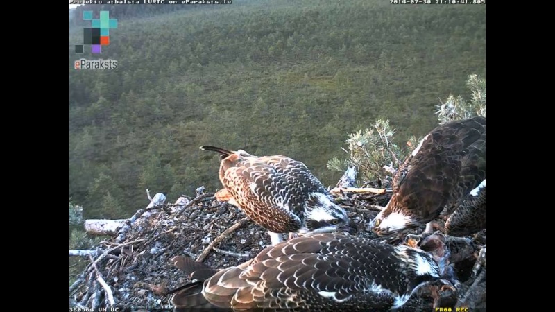 Latvian Osprey Nest ~ 2014 ~ P&#275;rkons & Lauma - Page 3 N120510