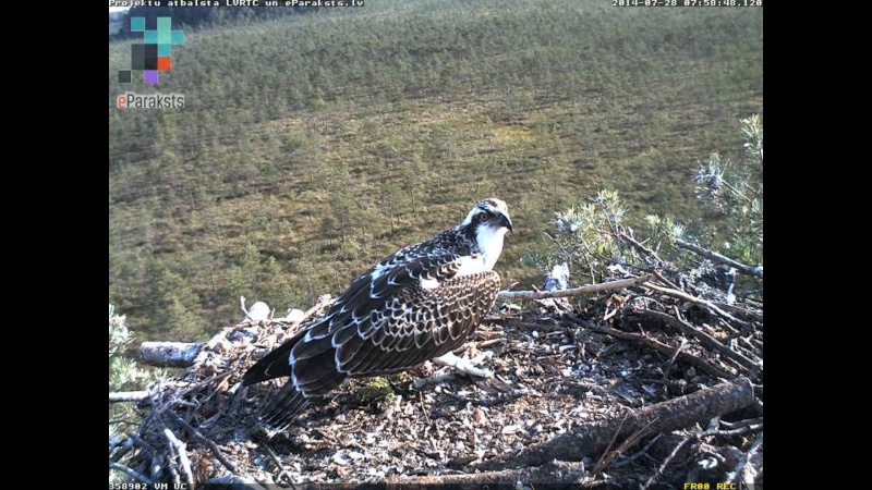 Latvian Osprey Nest ~ 2014 ~ P&#275;rkons & Lauma - Page 38 N1234412