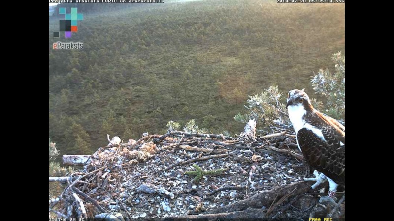 Latvian Osprey Nest ~ 2014 ~ P&#275;rkons & Lauma - Page 38 N1234511