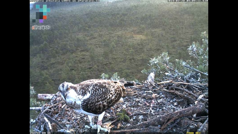 Latvian Osprey Nest ~ 2014 ~ P&#275;rkons & Lauma - Page 37 O001510