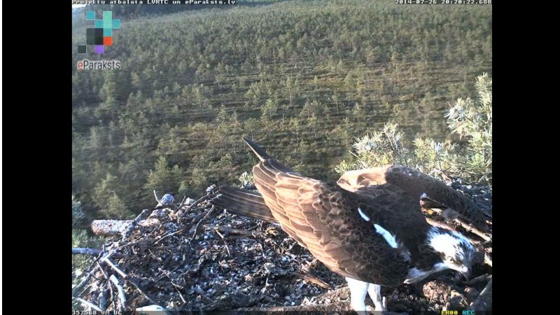 Latvian Osprey Nest ~ 2014 ~ P&#275;rkons & Lauma - Page 35 O003910