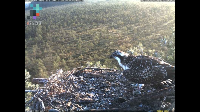 Latvian Osprey Nest ~ 2014 ~ P&#275;rkons & Lauma - Page 35 O005510