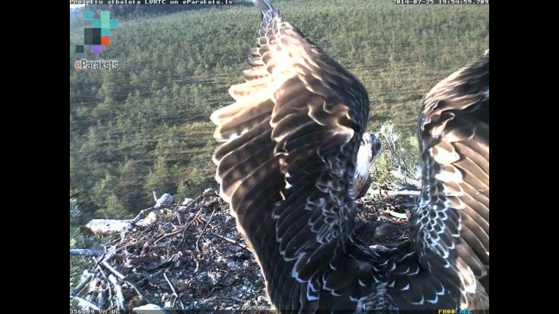 Latvian Osprey Nest ~ 2014 ~ P&#275;rkons & Lauma - Page 34 O007110