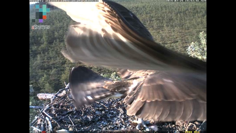 Latvian Osprey Nest ~ 2014 ~ P&#275;rkons & Lauma - Page 34 O007310