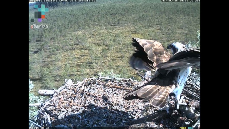 Latvian Osprey Nest ~ 2014 ~ P&#275;rkons & Lauma - Page 34 O008010