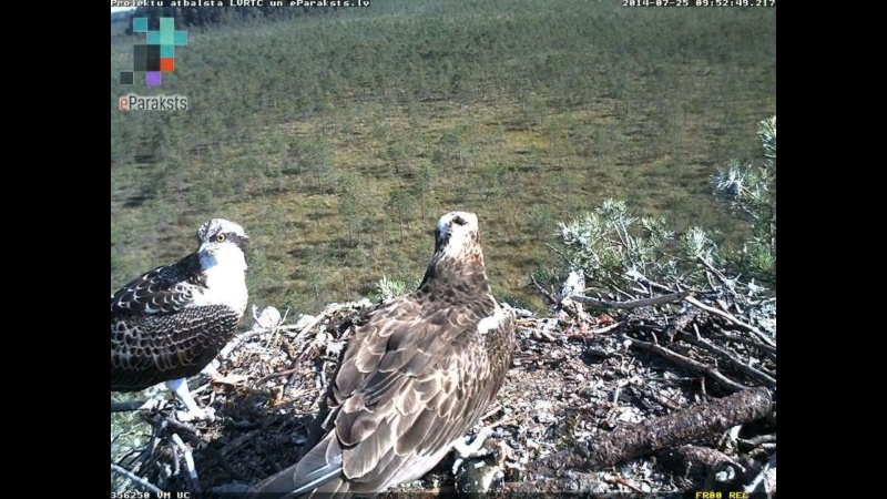 Latvian Osprey Nest ~ 2014 ~ P&#275;rkons & Lauma - Page 34 O008310