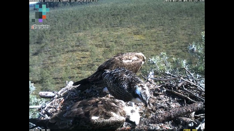 Latvian Osprey Nest ~ 2014 ~ P&#275;rkons & Lauma - Page 33 O008810