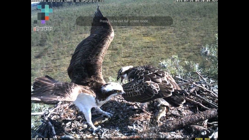 Latvian Osprey Nest ~ 2014 ~ P&#275;rkons & Lauma - Page 33 O009310