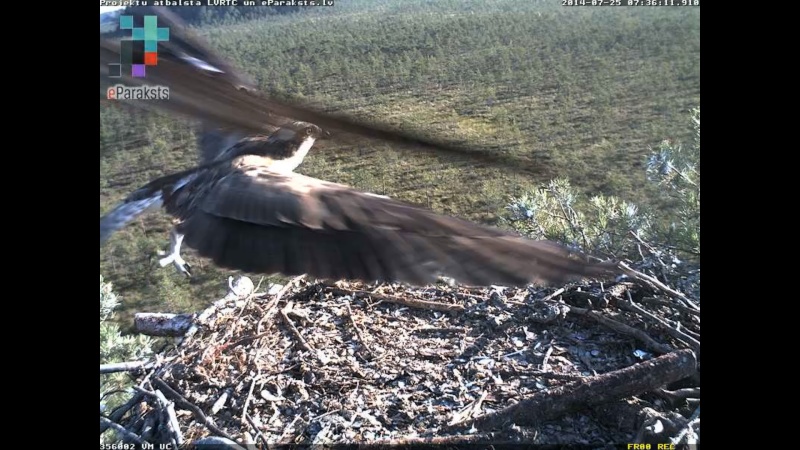 Latvian Osprey Nest ~ 2014 ~ P&#275;rkons & Lauma - Page 33 O10010