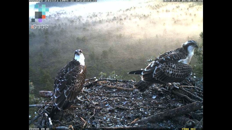 Latvian Osprey Nest ~ 2014 ~ P&#275;rkons & Lauma - Page 32 O11110