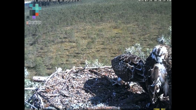 Latvian Osprey Nest ~ 2014 ~ P&#275;rkons & Lauma - Page 32 O120410