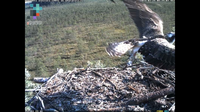 Latvian Osprey Nest ~ 2014 ~ P&#275;rkons & Lauma - Page 32 O120510