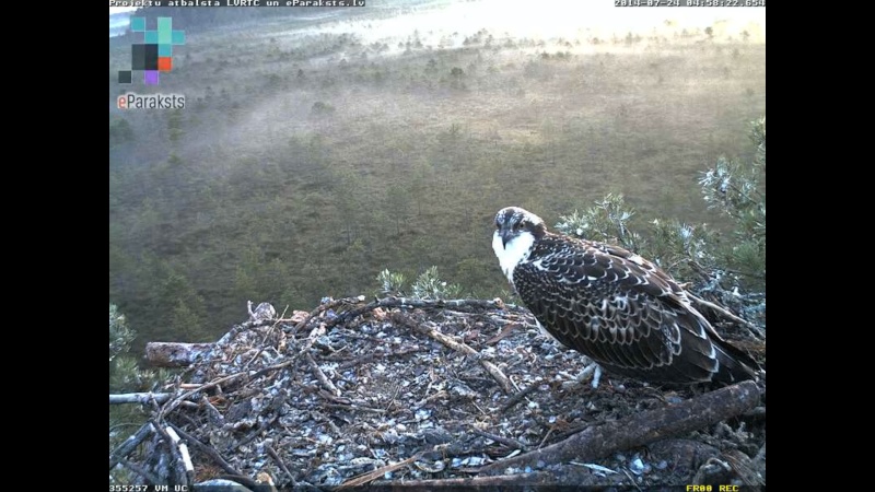 Latvian Osprey Nest ~ 2014 ~ P&#275;rkons & Lauma - Page 31 O122510