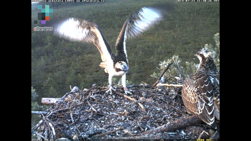 Latvian Osprey Nest ~ 2014 ~ P&#275;rkons & Lauma - Page 31 O122910