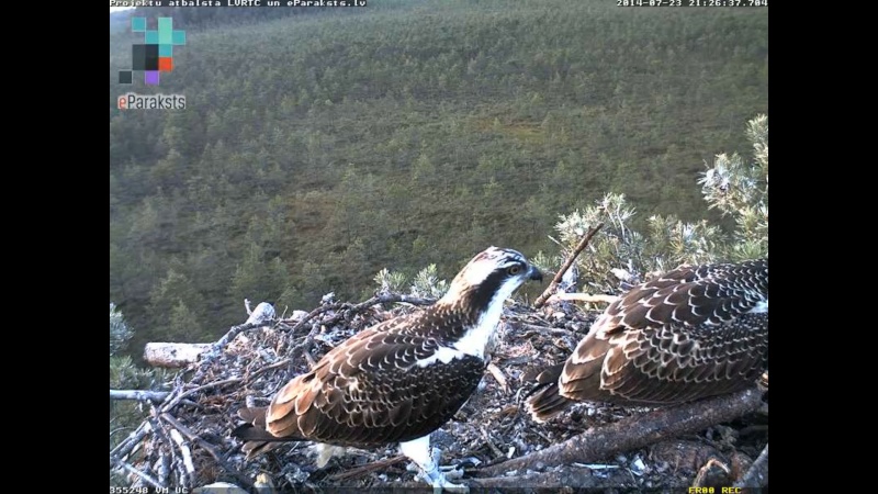 Latvian Osprey Nest ~ 2014 ~ P&#275;rkons & Lauma - Page 31 O123010