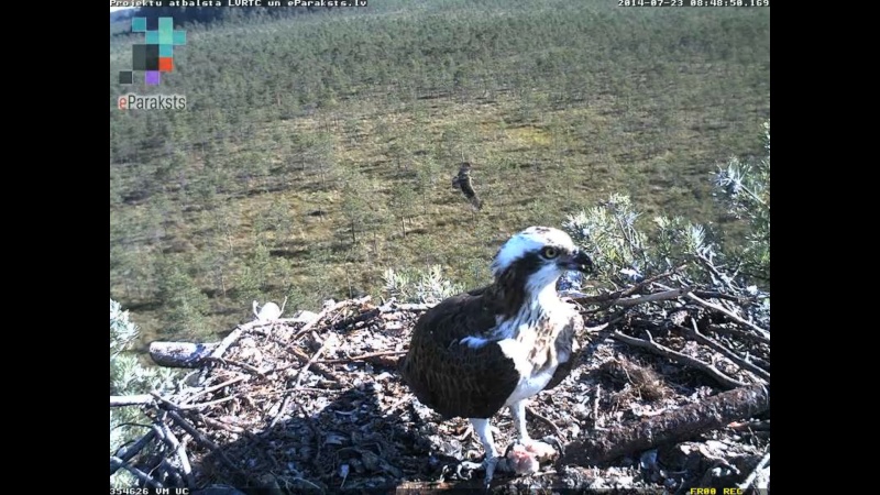 Latvian Osprey Nest ~ 2014 ~ P&#275;rkons & Lauma - Page 30 O1232010