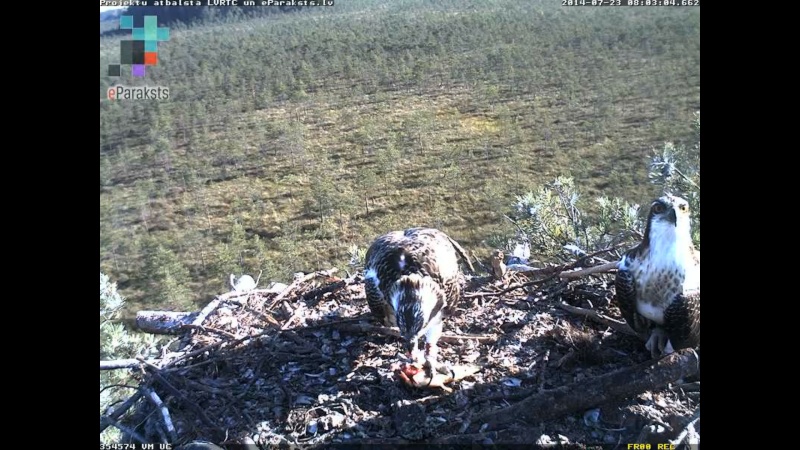 Latvian Osprey Nest ~ 2014 ~ P&#275;rkons & Lauma - Page 29 O1232310