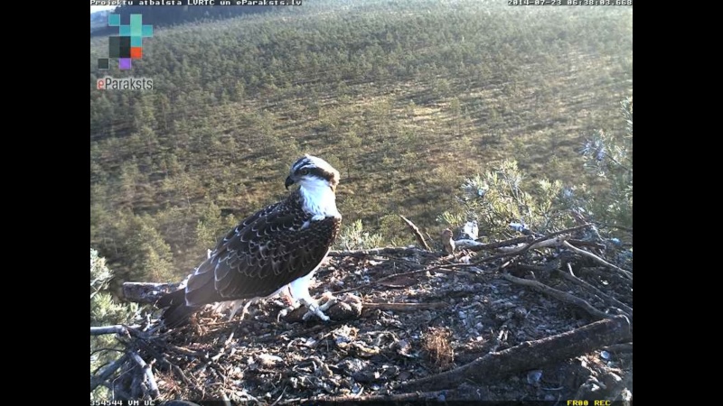 Latvian Osprey Nest ~ 2014 ~ P&#275;rkons & Lauma - Page 29 O1233010