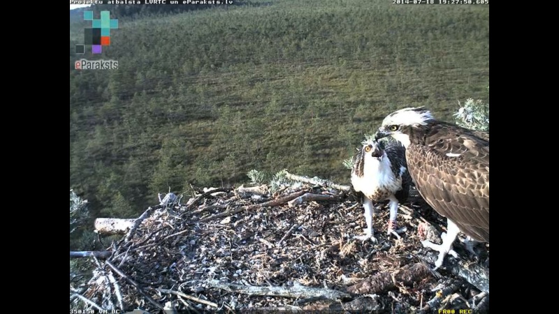 Latvian Osprey Nest ~ 2014 ~ P&#275;rkons & Lauma - Page 27 P002510