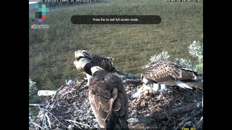 Latvian Osprey Nest ~ 2014 ~ P&#275;rkons & Lauma - Page 27 P002810