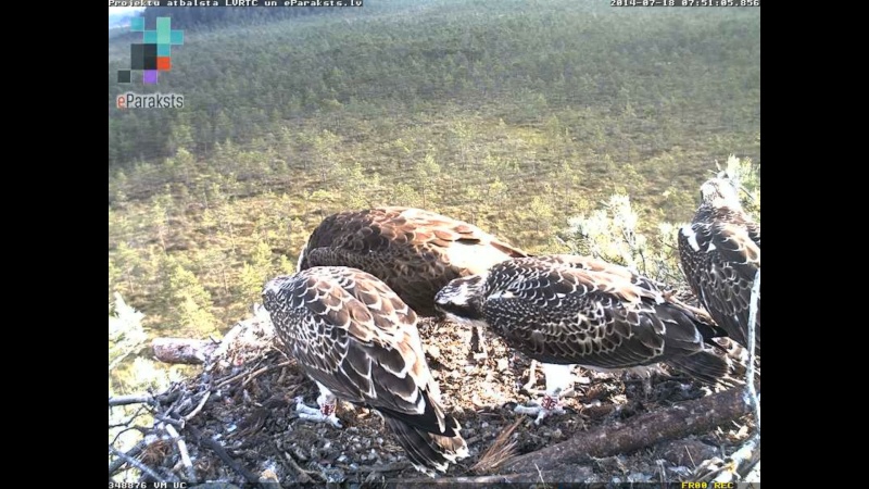 Latvian Osprey Nest ~ 2014 ~ P&#275;rkons & Lauma - Page 26 P004710