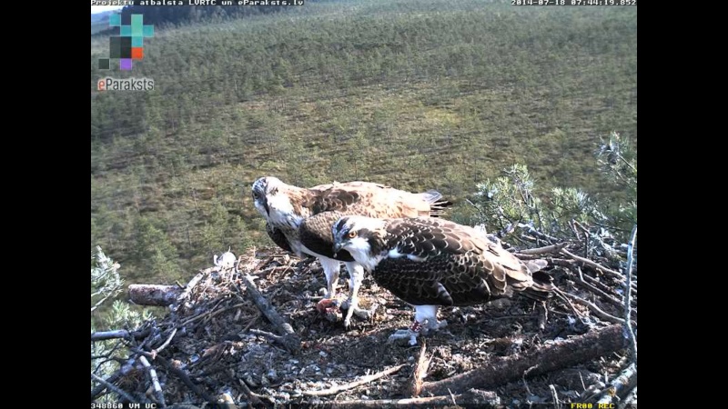 Latvian Osprey Nest ~ 2014 ~ P&#275;rkons & Lauma - Page 26 P004910