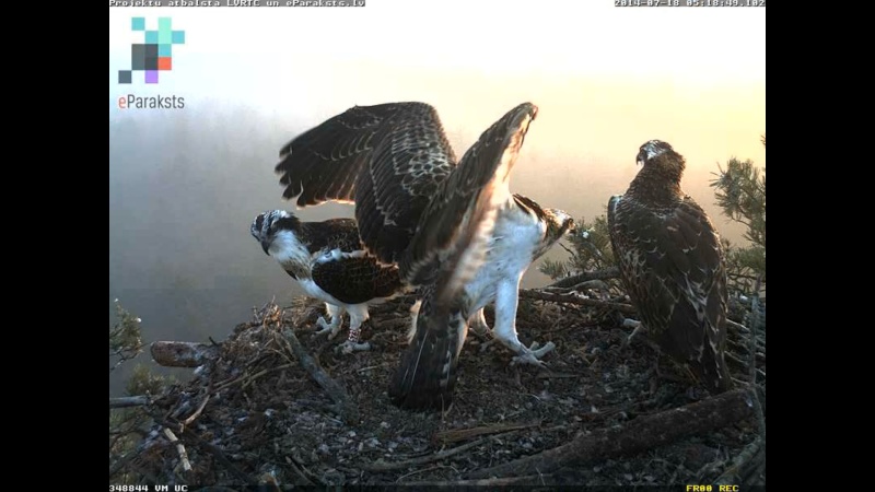 Latvian Osprey Nest ~ 2014 ~ P&#275;rkons & Lauma - Page 26 P005810