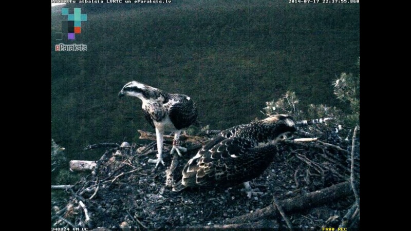 Latvian Osprey Nest ~ 2014 ~ P&#275;rkons & Lauma - Page 26 P006710