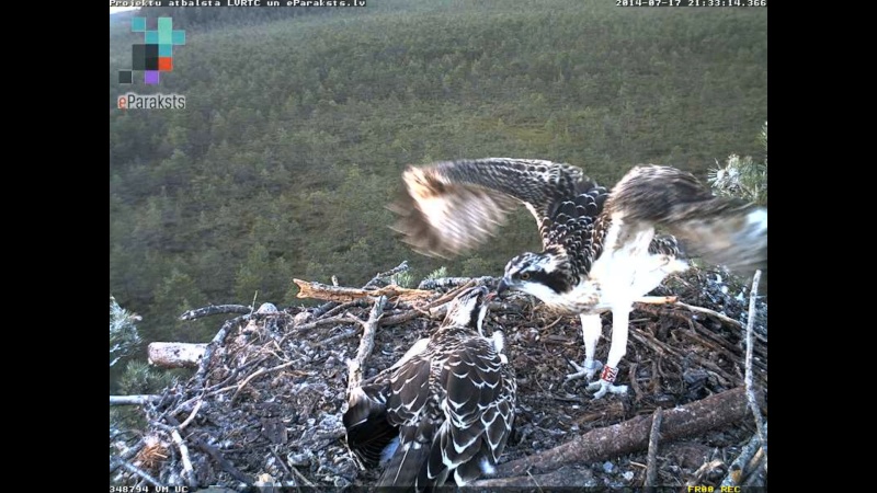 Latvian Osprey Nest ~ 2014 ~ P&#275;rkons & Lauma - Page 26 P006910