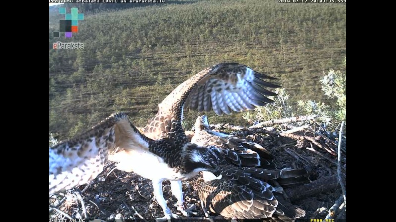 Latvian Osprey Nest ~ 2014 ~ P&#275;rkons & Lauma - Page 25 P007110