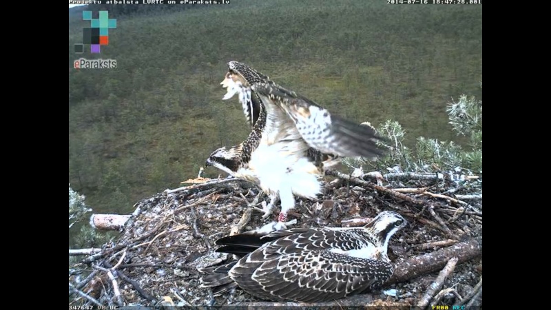 Latvian Osprey Nest ~ 2014 ~ P&#275;rkons & Lauma - Page 24 P009310