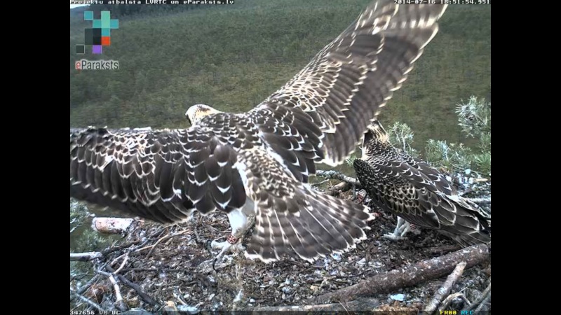 Latvian Osprey Nest ~ 2014 ~ P&#275;rkons & Lauma - Page 24 P009510