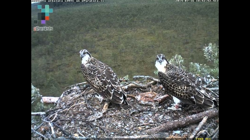 Latvian Osprey Nest ~ 2014 ~ P&#275;rkons & Lauma - Page 24 P009610