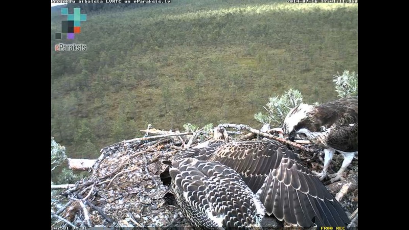 Latvian Osprey Nest ~ 2014 ~ P&#275;rkons & Lauma - Page 24 P10510