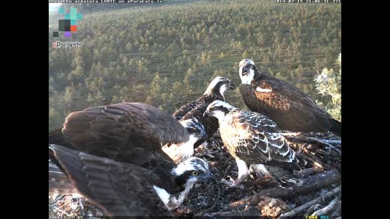 Latvian Osprey Nest ~ 2014 ~ P&#275;rkons & Lauma - Page 23 P11910