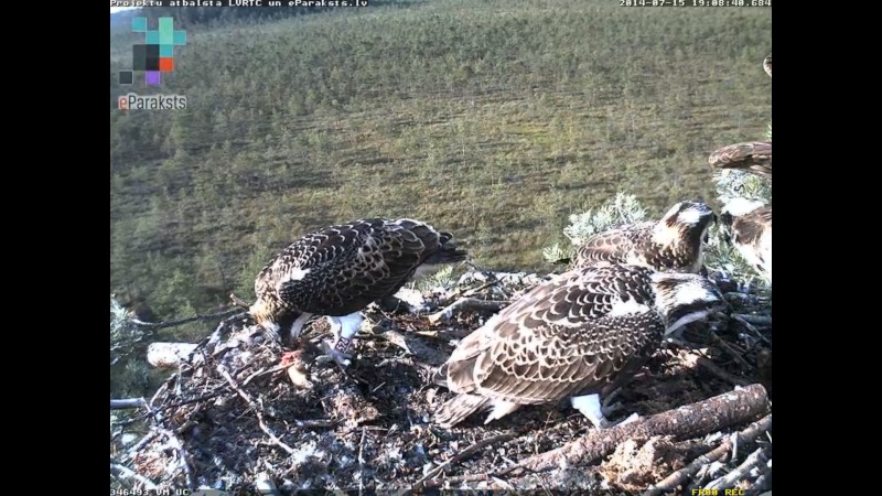 Latvian Osprey Nest ~ 2014 ~ P&#275;rkons & Lauma - Page 23 P120310