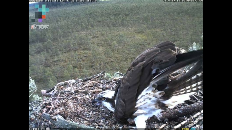 Latvian Osprey Nest ~ 2014 ~ P&#275;rkons & Lauma - Page 21 P1232610