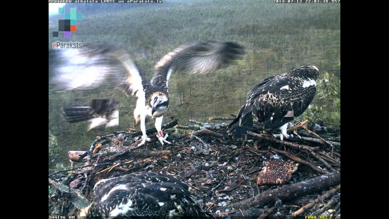 Latvian Osprey Nest ~ 2014 ~ P&#275;rkons & Lauma - Page 20 P1234018