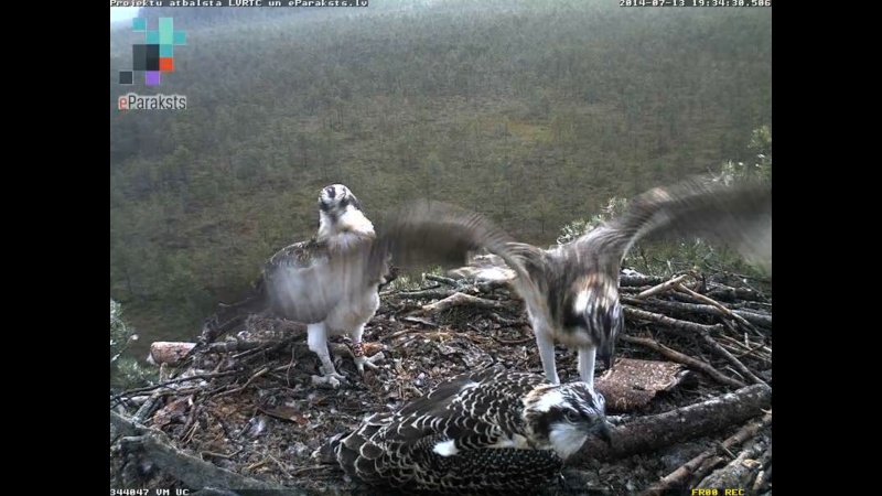 Latvian Osprey Nest ~ 2014 ~ P&#275;rkons & Lauma - Page 19 P1234115