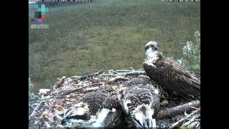 Latvian Osprey Nest ~ 2014 ~ P&#275;rkons & Lauma - Page 19 P1234214