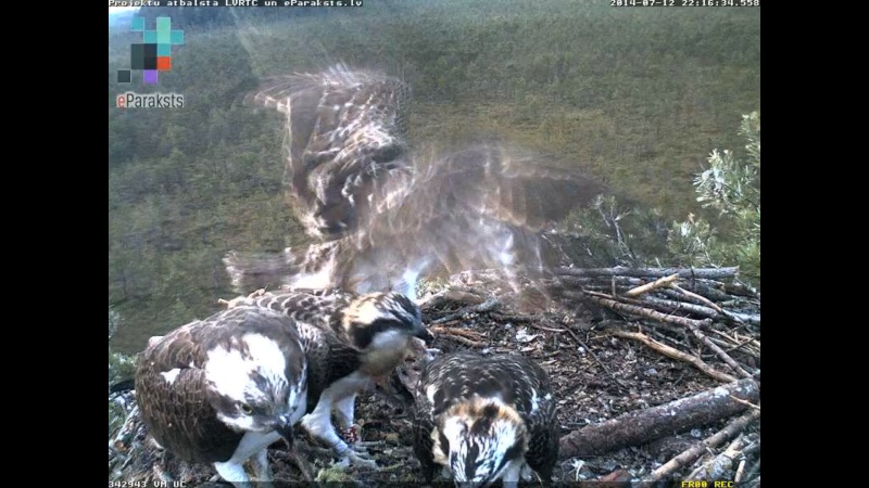 Latvian Osprey Nest ~ 2014 ~ P&#275;rkons & Lauma - Page 18 P1234312