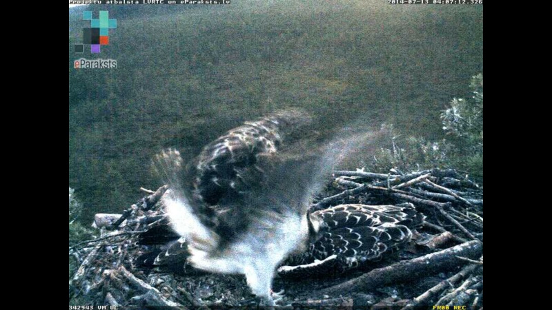 Latvian Osprey Nest ~ 2014 ~ P&#275;rkons & Lauma - Page 18 P1234314