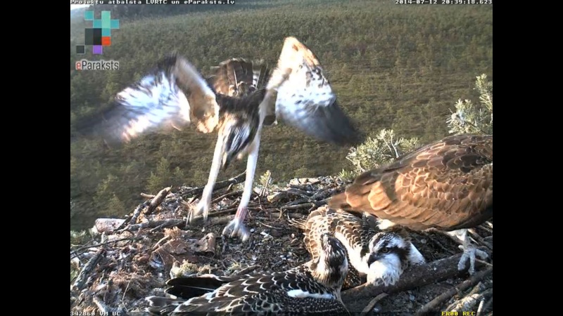 Latvian Osprey Nest ~ 2014 ~ P&#275;rkons & Lauma - Page 18 P1234412