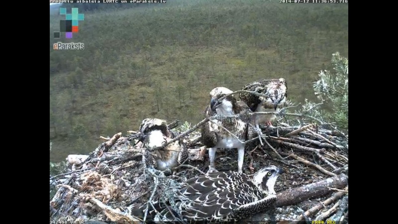 Latvian Osprey Nest ~ 2014 ~ P&#275;rkons & Lauma - Page 18 P1234512