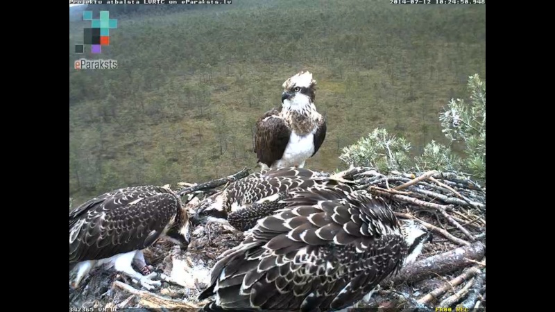 Latvian Osprey Nest ~ 2014 ~ P&#275;rkons & Lauma - Page 17 R00410